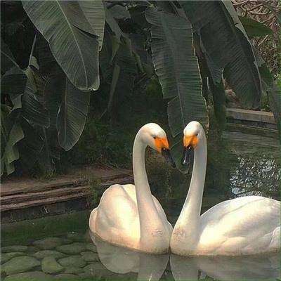 星空官方网站入口